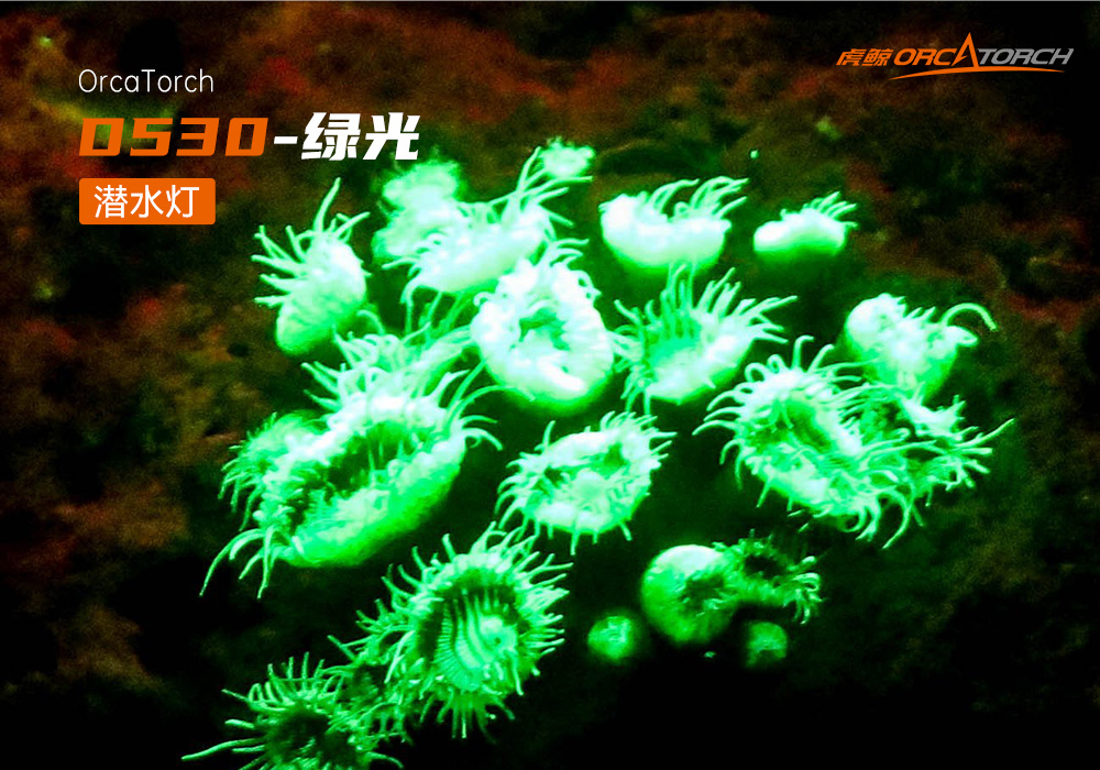 D530 绿色潜水手电 潜水摄影照明_潜水照明_水下摄影照明_潜水摄影补光灯_ 虎鲸OrcaTorch